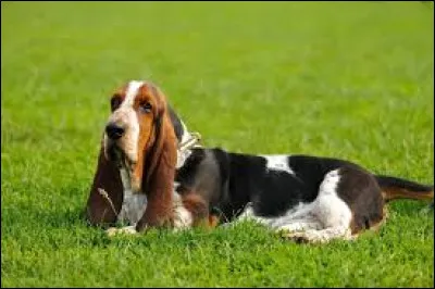 Quelle est la race de ce chien qui était autrefois principalement utilisé pour la chasse ?