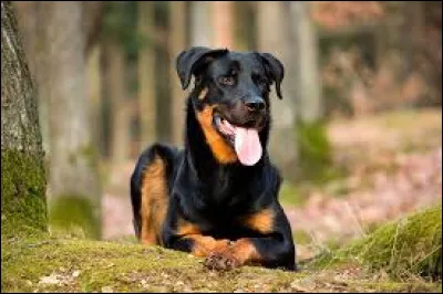 Cette race de chiens d'origine française est très ancienne et est très utilisée afin de garder des troupeaux. Quelle est cette race ?