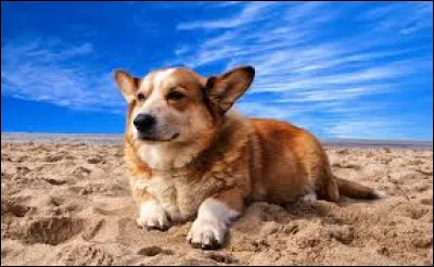 Cette race de chiens est apparue au 10ème siècle. Il s'agit aussi de la race favorite de la reine Élisabeth II. Il s'agit du...