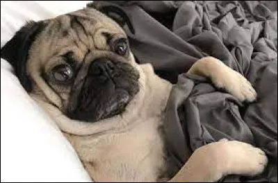 Ce chien d'origine chinoise est très calme et très joueur. Quelle est la race de ce chien plutôt populaire en France ?