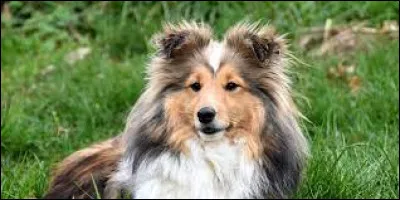 Cette race, semblable au colley est arrivée en France en 1935. Quelle est la race de ce chien aux longs poils ?