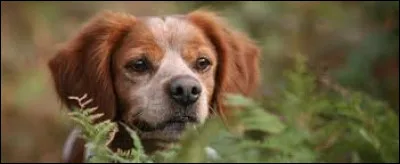 Cette race de chiens est extrêmement utilisée pour la chasse et possède un instinct de prédation assez développé. Quelle est cette race ?