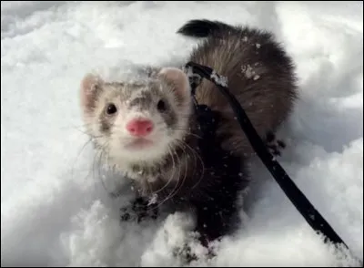 Quel est ton repas favori ?