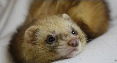 Dans quel pays voudrais-tu aller ?