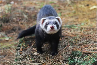 Quel est ton animal favori ?