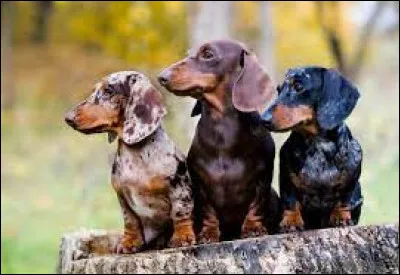 Quelle race de chien est surnommé "le chien saucisse" ?