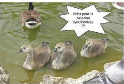 Sport : 
Sport aquatique, la natation synchronisée est une discipline qui apparut pour la première fois aux Jeux olympiques de Los Angeles en 1984. Depuis sa création la France n'a reçu, en duo, chez les femmes, qu'une médaille en 2000 à Sydney grâce à Virginie Dedieu et Myriam Lignot.
De quelle couleur fut la médaille remportée ?