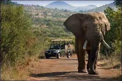 Qu'est-ce que le "Pilanesberg" ?