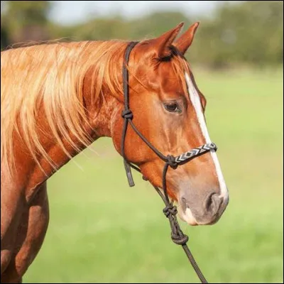 Avec quoi ramasse-t-on les papayes ?