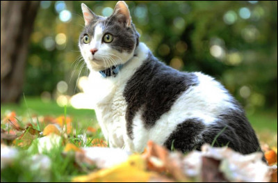 Quel est cet animal ?