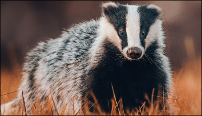 Quel est cet animal ?