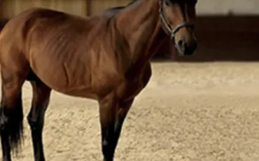 Quiz Galop 2