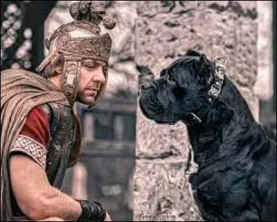 Quel est ce chien de combat accompagnant les légions romaines ?