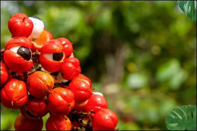 Quel est le fruit dont la graine contient de la caféine ?