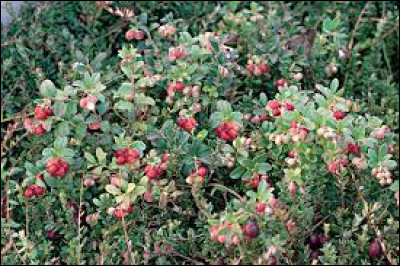 On connaît les vertus antioxydantes de la baie rouge appelée "cranberry".Quel est son nom en français ?