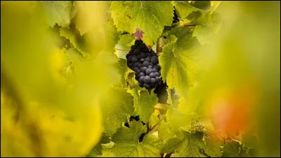 À qui doit-on le roman "Les Raisins de la colère" ?