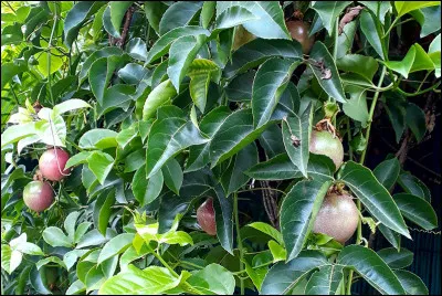 Qui chante "Fruit de la passion" ?