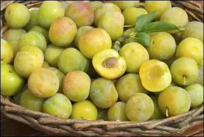 La prune reine-claude tient son nom de Claude de France, épouse du roi...