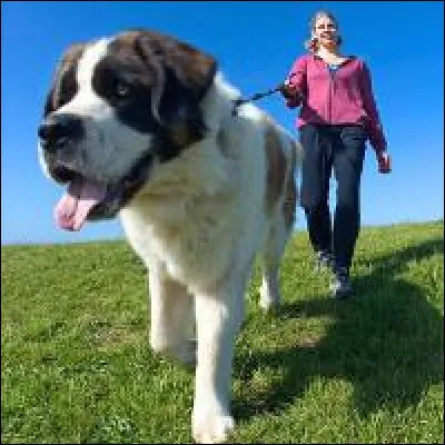 Parmi ces noms, lequel nest pas une espèce de chien ?