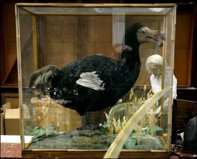 Parmi ces animaux, lequel ne fait pas partie de la catégorie des oiseaux ?