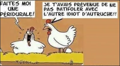 Quel oiseau, qui ne vole pas, détient les records de vitesse en course à pied, est le plus grand du monde, et pond les plus gros ufs ?