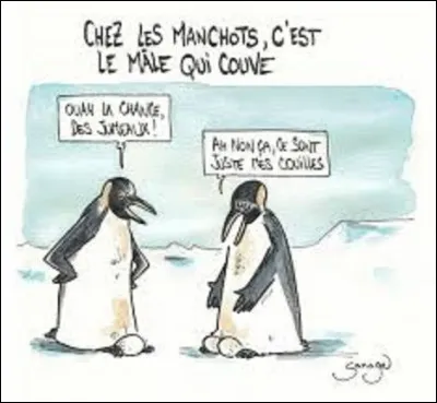 De ces trois espèces d'oiseaux, lequel plonge le plus profondément pour se nourrir ?