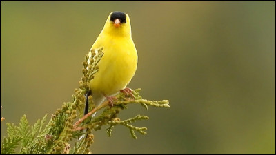 À quoi correspond le jaune ?