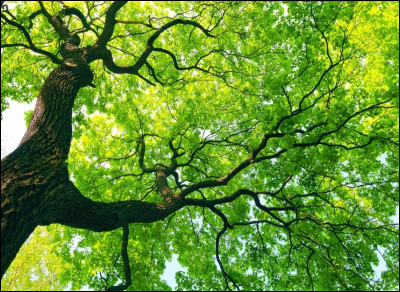 À quoi correspond le vert ?