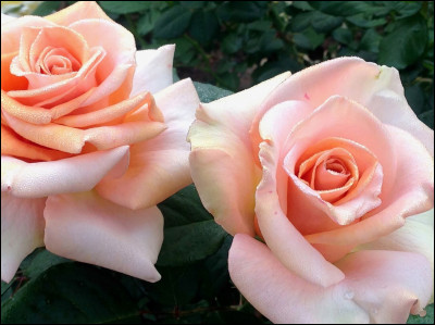 À quoi correspond le rose ?