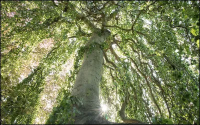 Tom Hanks joue le rôle principal dans « Forest Gump ».