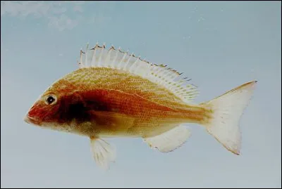 Est né dans la soie, c'est le...