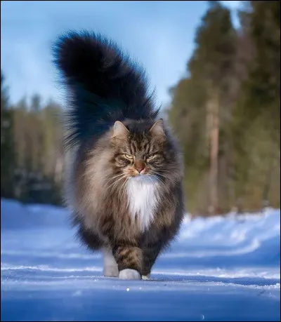 Quelle est la race de ce chat ?