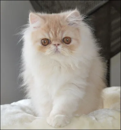 Quellle est la race de ce chat ?