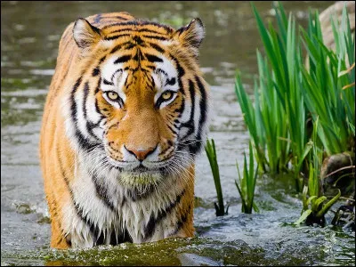 Quel est ce f&eacute;lin ?