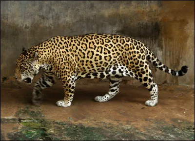 Quel est ce f&eacute;lin ?