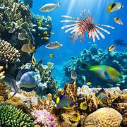 Quiz Animaux
