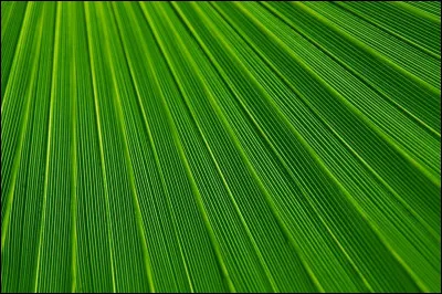 Dans quelle langue dit-on "green" ?