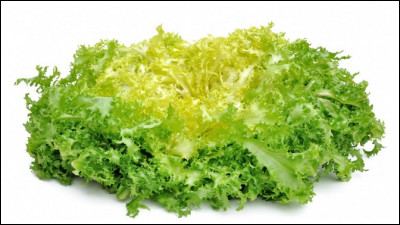 Quelle est cette salade aux feuilles dentelées ?