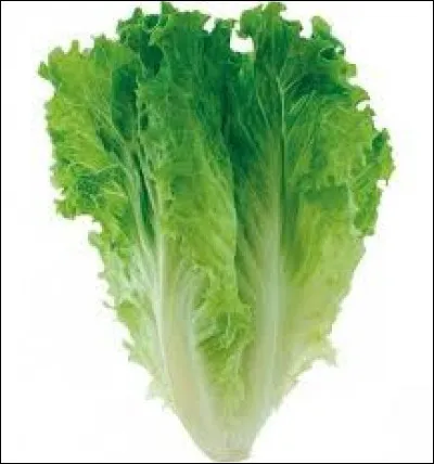Quelle est cette ancienne variété de salade qui peut se récolter jusqu'au début de l'hiver ?