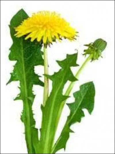 Quelle est cette plante sauvage qui, lorsqu'elle est jeune, entre facilement dans une composition de salade verte ?