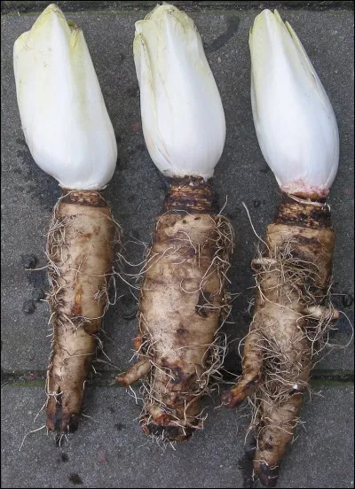 Comment nomme-t-on l'endive dans le nord de la France ?