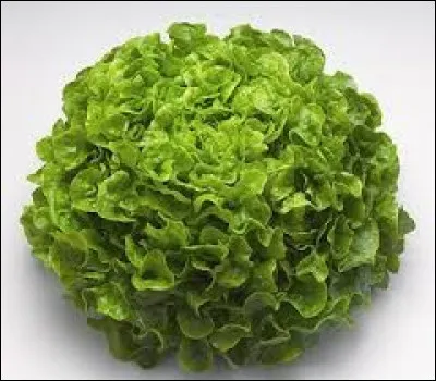 Cette belle salade verte se nomme...