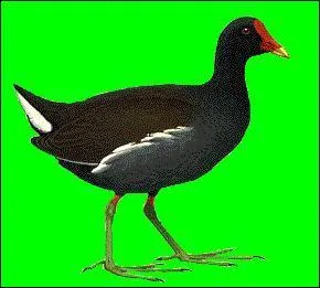 Comment cet oiseau s'appelle-t-il ?