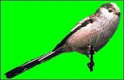 Comment cet oiseau s'appelle-t-il ?