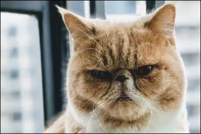 Quel est ton animal de compagnie ?