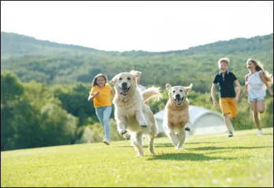 Les chiens doivent-ils être stérilisés ?