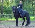 Quiz Chevaux