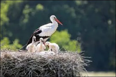 Le petit de la cigogne se nomme-t-il le cigogneau ?