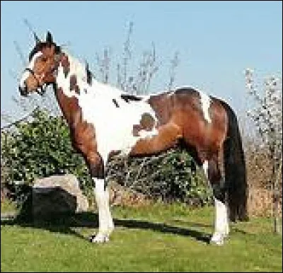 De quelle robe est ce cheval ?