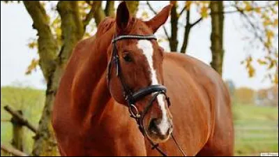 Quelle est cette robe ?